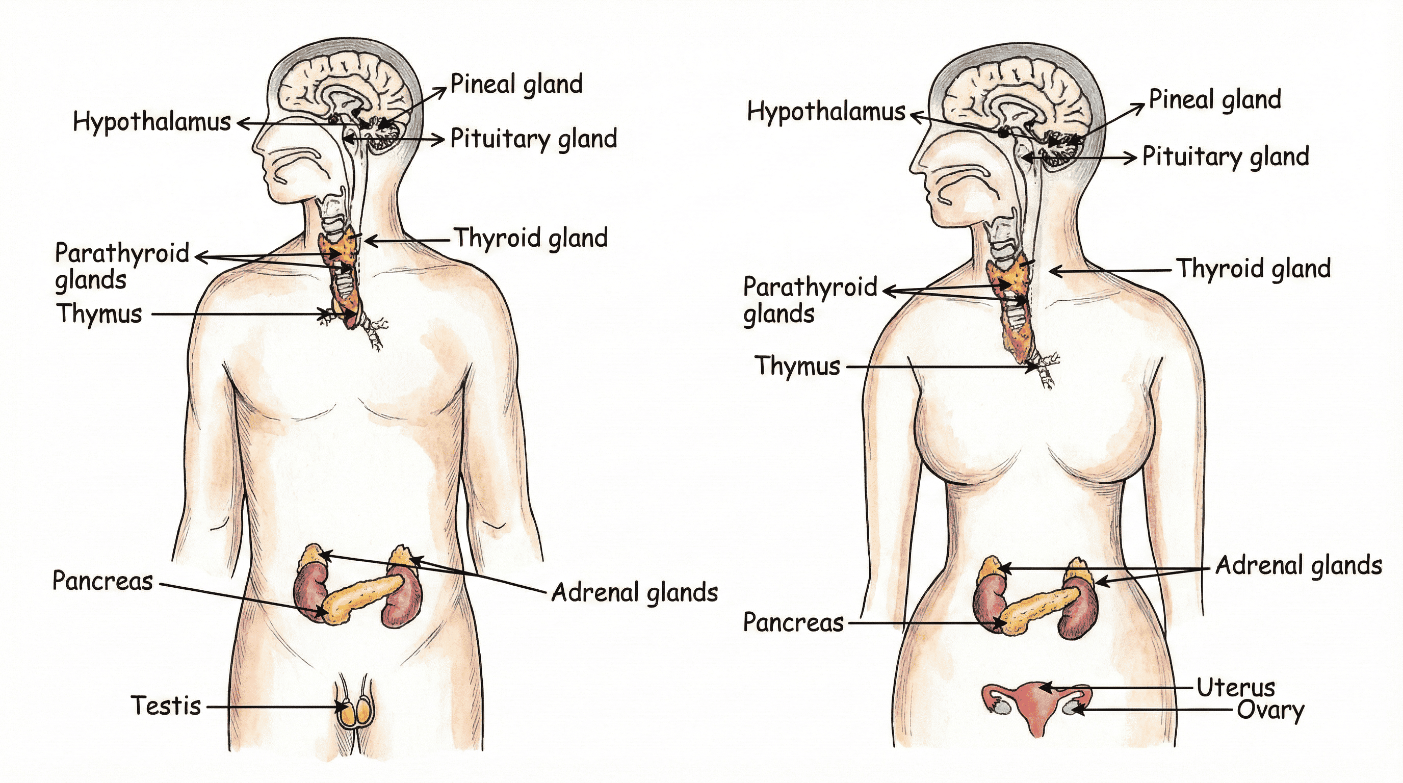 Endocrine Glands